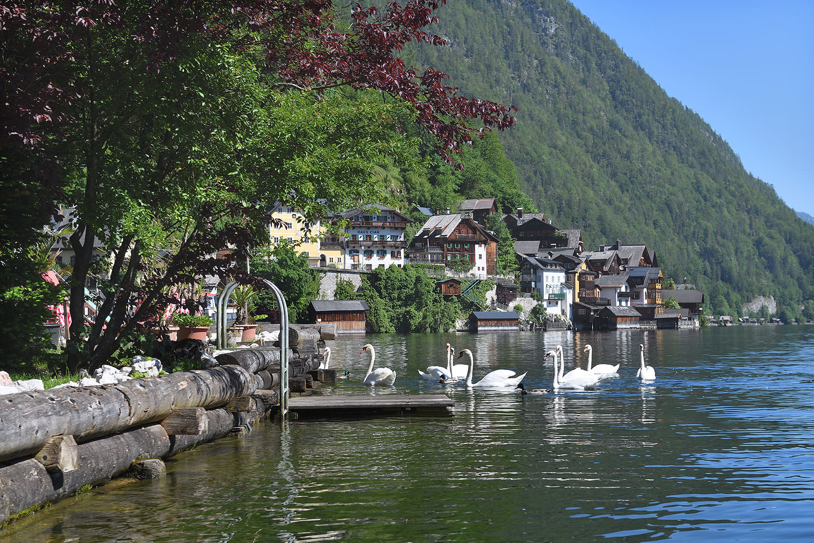 Lake Hallstatt and swans seen from the Gasthof Simony lakeside edge